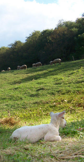 Lamb laying in green field